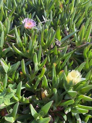 Delosperma cooperi