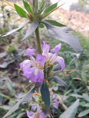 Hygrophila auriculata