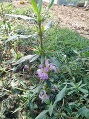 Hygrophila auriculata