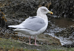 Larus glaucoides kumlieni