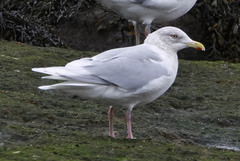 Larus glaucoides kumlieni