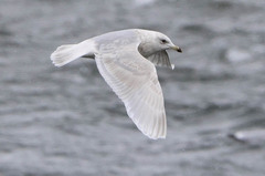 Larus glaucoides kumlieni