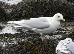 Larus glaucoides kumlieni