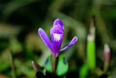 Triphora surinamensis