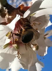Apis mellifera