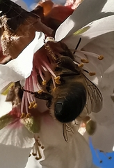 Apis mellifera