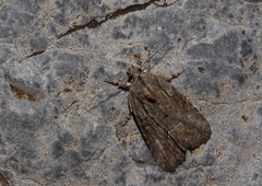 Bryophila raptricula