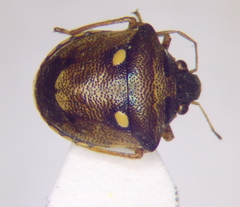 Eysarcoris