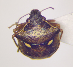 Eysarcoris