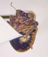 Eysarcoris