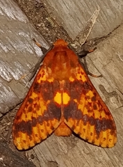 Symphlebia