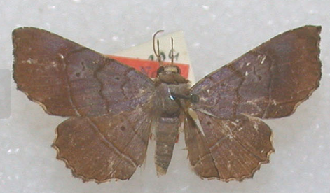 Clapra atalanta