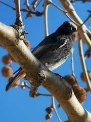 Phoenicurus ochruros