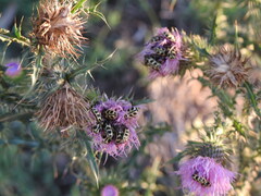 Astylus atromaculatus