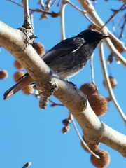 Phoenicurus ochruros