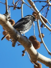 Phoenicurus ochruros