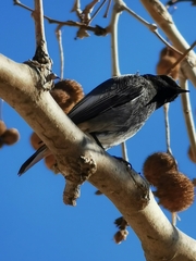 Phoenicurus ochruros