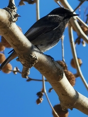 Phoenicurus ochruros