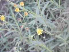 Senecio madagascariensis