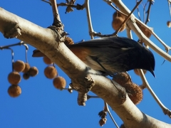 Phoenicurus ochruros