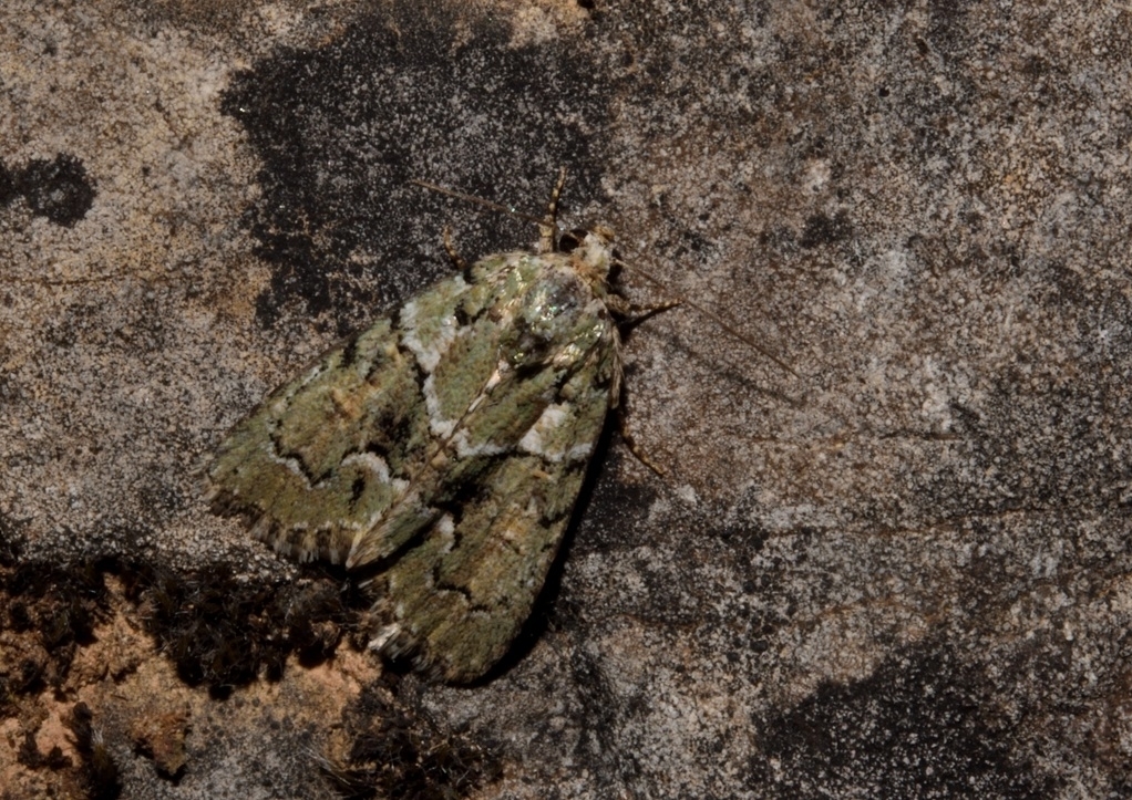 Cryphia amygdalina