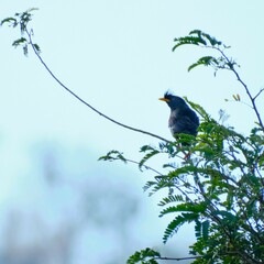 Acridotheres grandis