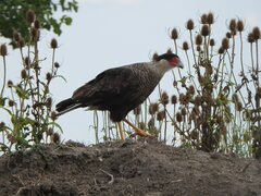 Caracara plancus