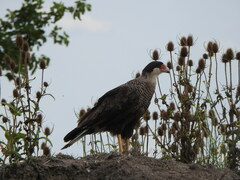 Caracara plancus