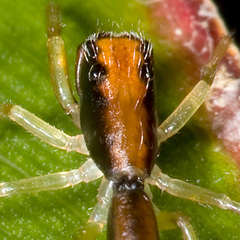 Amycini