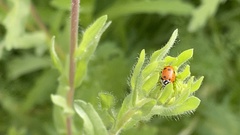 Hippodamia convergens