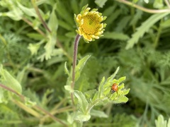 Hippodamia convergens