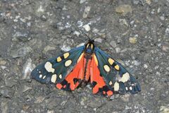 Callimorpha dominula