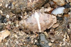 Cycloxanthops novemdentatus