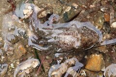 Octopus bimaculoides