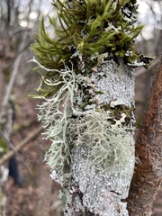 Ramalina subleptocarpha