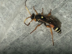 Ichneumon ambulatorius