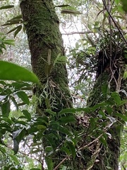 Dendrobium moniliforme