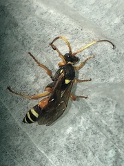 Ichneumon ambulatorius