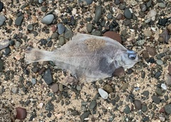 Limanda limanda