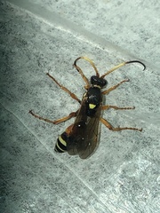 Ichneumon ambulatorius
