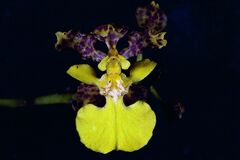 Trichocentrum cebolleta