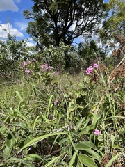 Fridericia