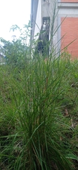 Schizachyrium