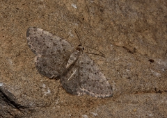 Rhoptria dolosaria