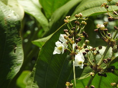 Echinodorus grandiflorus