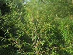 Blepharocalyx salicifolius