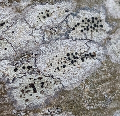 Lecidella