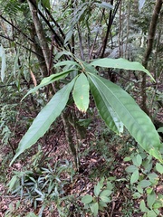 Lithocarpus brevicaudatus