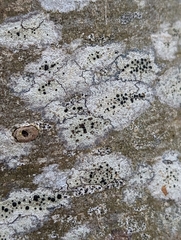 Lecidella
