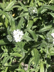 Cryptantha intermedia